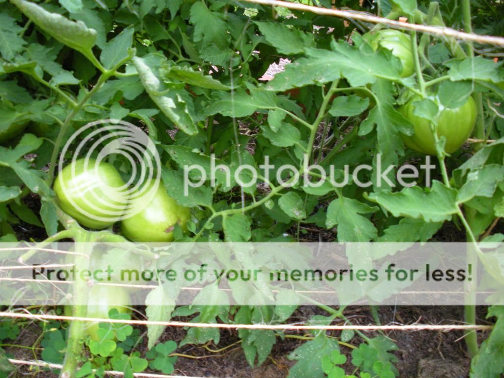  photo Garden8-6-13040.jpg